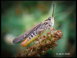 The caelifera have a predominantly tropical distribution with fewer species known from temperate zones, but most of the superfamilies have representatives worldwide. Caelifera Twitter Search