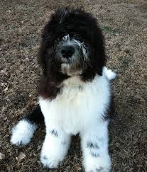 A saint berdoodle puppy is not going to be cheap. Saint Berdoodle Dog Breed Information And Pictures Petguide