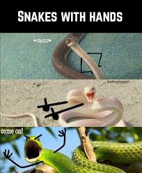 Who Knew Snakes Could Be So Cute Cute Animal Memes Animal Jokes Crazy Funny Memes