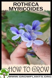 Image result for Rotheca myricoides