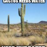 Jeden tag werden tausende neue, hochwertige bilder hinzugefügt. Desert Cactus Meme Generator Imgflip