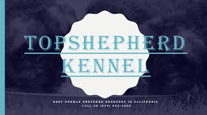 German shepherd 101 owner's guide is the ultimate solution Akc Registered Trained German Shepherd For Sale In California Top Shepherd Kennel By Top Shepherd Kennel Issuu