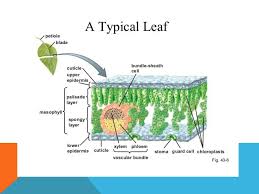 These tissues are called there are other modified epidermal cells that may be glands or hairs that repel insects or reduce water loss. Chapter 27 Plant Tissues Ppt Download