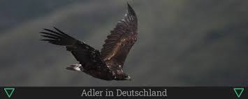 Vielleicht haben sie es schon bemerkt, adler mode hat einen neuen. Adler In Deutschland Naturschutzgebiete Org