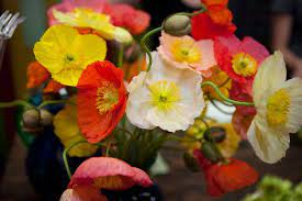 2420 florida ave, palm beach, fl 33401 phone: Brocade S Open House Icelandic Poppies Wholesale Flowers Types Of Flowers