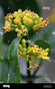 Image result for Psychotria capensis