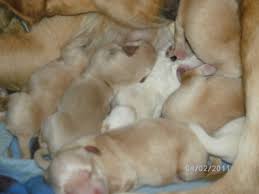 Zu erwähnen ist, dass auch ausgewachsene golden retriever ein neues zuhause suchen. 7 Golden Retriever Ruden Suchen Ein Neues Zuhause Hunde Kleinanzeigen Net
