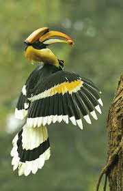 Tropical Black Bird With Large Beak Pin On Fly Tying Materials
