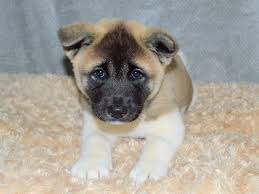 If you see what you like, contact us today to meet your new, furry visit our available puppies for sale at petland monroeville located in monroeville, pa! Akita Petland Dunwoody Puppies For Sale