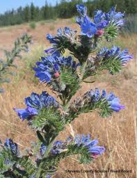 Blue flowers in washington state. Washington State Noxious Weed Control Board