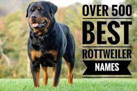 By dogs blog june 27, 2020, 12:18 am 3.8k views Best Rottweiler Names Over 500 Ideas For A Rottie My Pet S Name