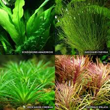Image result for Eriocaulon truncatum