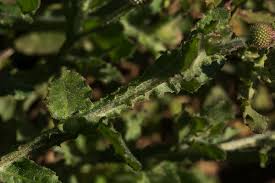 Image result for Sphaeranthus gazaensis