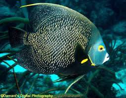 Aquarium Depot Fish Sketch Marine Fish Fish