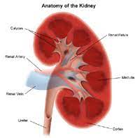 What are the types of renal disorders? End Stage Renal Disease Esrd Johns Hopkins Medicine
