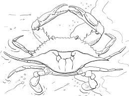 Check spelling or type a new query. 25 Exclusive Image Of Crab Coloring Pages Entitlementtrap Com Ocean Coloring Pages Coloring Pages Crab Coloring Page