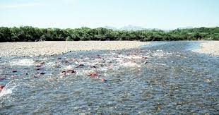 See more ideas about salmon run, salmon, salmon fishing. David Suzuki To Save Wild Salmon Discovery Islands Fish Farms Must Go Georgia Straight Vancouver S News Entertainment Weekly