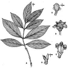 Image result for Ixora kalehensis