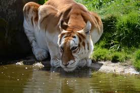 See more ideas about golden tabby tiger, wild cats, tiger. Jeevoka The Golden Tigress Of India Not A Reason For Celebration