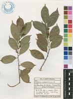 Image result for Trilepisium madagascariense