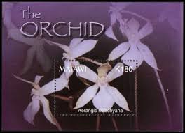 Image result for Aerangis kotschyana