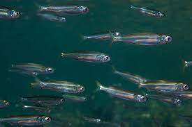 Image result for sprat