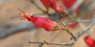 Image result for Schotia afra