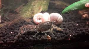 Tuto Terrarium Pour Crabe Vampire Geosesarma