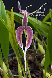 Image result for Bulbophyllum intertextum