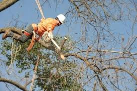Homeguide » co » denver » tree services. Tree Services In Denver Co Tree Removal Trimming Pruning Stump Grinding Http Treeremovaldenverco Net T Tree Service Luxury Landscaping Dangerous Jobs