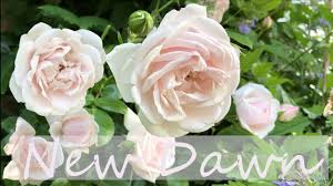 Free shipping on qualified orders. New Dawn Climbing Rose Plant Highlight Youtube