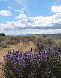 Altitude and heading are displayed below the graph. Monster Joshua Tree Picture Of Arthur B Ripley Desert Woodland State Park Lancaster Tripadvisor
