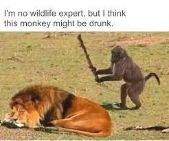 More memes, funny videos and pics on 9gag. Really Funny Pictures From The World Wide Web Really Funny Pictures Funny Text Pictures Monkeys Funny