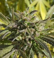 Find yourself the perfect dispensary and compare marijuana prices in your neighborhood, research strains, read user reviews, and find the right strain for you. Colombian Gold Seeds