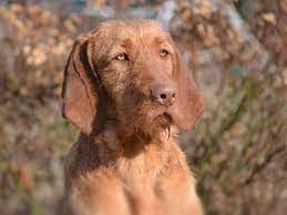 We did not find results for: Wirehaired Vizsla Price Temperament Life Span