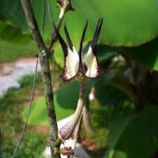 Image result for Ceropegia filipendula