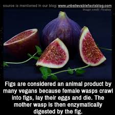 True to their name, common figs are most common in home gardens. Vegans Will Now Not Eat Figs And Other Fruits Because Wasps Lay Eggs In Them Antivegan