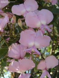 Image result for Podalyria