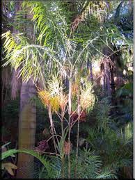 Image result for Chamaedorea radicalis