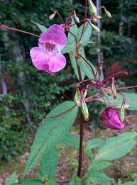 Balsamine De L Himalaya Impatiens Glandulifera C Est Une Grande Plante Vigoureuse Glabre Aux Feuilles Opposees Ou En Vertic Garden Projects Plants Projects