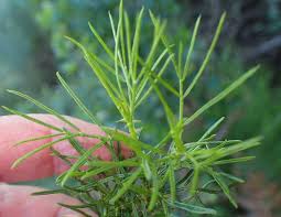 Image result for Psoralea arborea