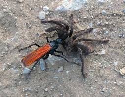 The tarantula hawk wasp has one of the most painful stings in the insect kingdom. Creature Feature Tarantula Hawk Wasp