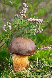 Autumn Mushroom In Forest Under Heather Flower Stuffed Mushrooms Heather Flower Magical Mushrooms