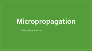 Plant cells have been grown in different shape bioreactors, however, there are a variety of problems to be solved before this technology can be adopted on a wide scale for the production of useful plant secondary metabolites. Micropropagation Stages Types Applications And Limitations Online Biology Notes
