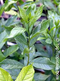 Image result for Combretum erythrophyllum