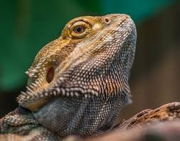 Full Bearded Dragon Food Chart Best Staples And More