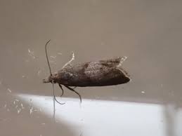 Image result for Dicoma arenaria