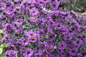 A basic understanding of the types of weeds commonly found in turf is very helpful in identification and herbicide selection. Purple Aster Varieties Choosing And Growing Asters That Are Purple