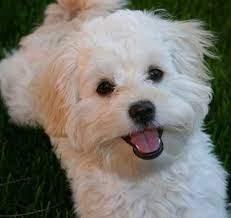 A shih tzu's coat is prone to tangles and mats, so they need to be brushed every day. Shih Tzu Mix Puppies Looks Just Like Sheldon M Daughter S Dog Ramona Christy Poodle Mix Puppies Shih Tzu Cute Dogs