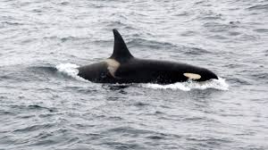 Da wir sie doppelt haben, geben wir. Schwertwal Toter Orca Am Strand Von Sylt Gefunden Welt